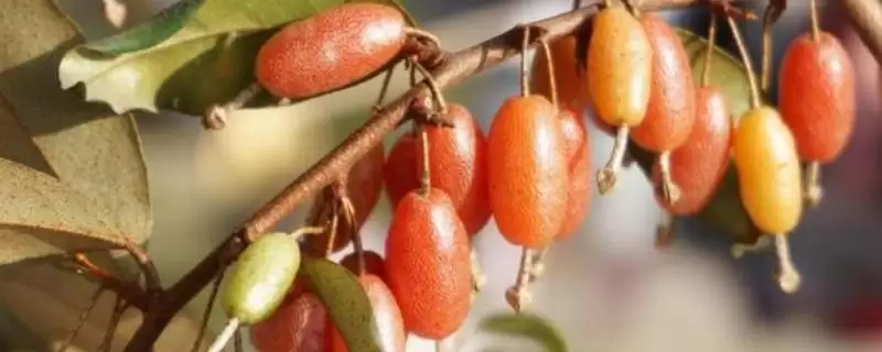 认识羊奶子的方法和重点？认识羊奶子要做好哪些细节？-会东网