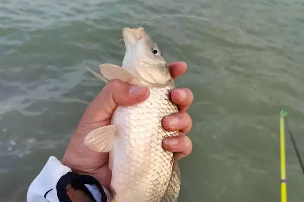 夏天钓鲤鱼用什么漂？夏季钓鲤浮漂选择与养鱼关键细节探讨？插图2