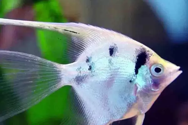 小甜甜燕子鱼好不好养？小甜甜燕子鱼养殖难度与养鱼关键细节评估？插图1