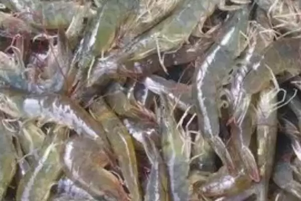 养殖野生河虾的方法和重点？养殖野生河虾要做好哪些细节？插图2