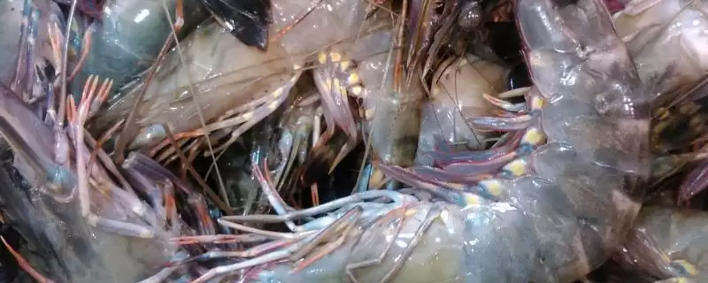 虾头能否食用的要点和判断？判断虾头食用性需注意什么？-会东网
