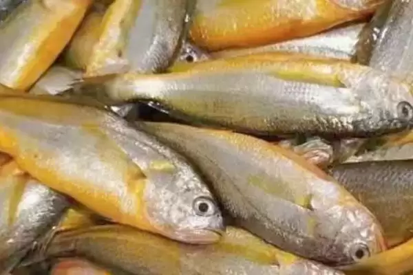 小黄鱼简介有哪些？小黄鱼知识科普与养鱼重点细节讲解？插图2