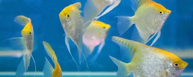 小燕鱼的养殖方法是什么？小燕鱼养殖方法与养鱼重点细节说明？-会东网