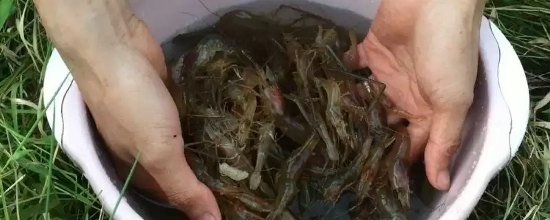 养殖野生河虾的方法和重点？养殖野生河虾要做好哪些细节？-会东网