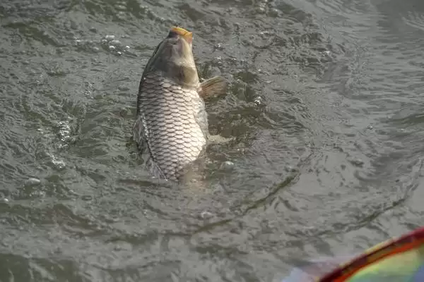 夏天钓鲤鱼用什么漂？夏季钓鲤浮漂选择与养鱼关键细节探讨？插图1
