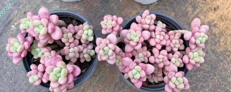 鱼子酱与洛可可、泡泡糖、达芙妮有何区别？鱼子酱知识与养鱼重点？-会东网