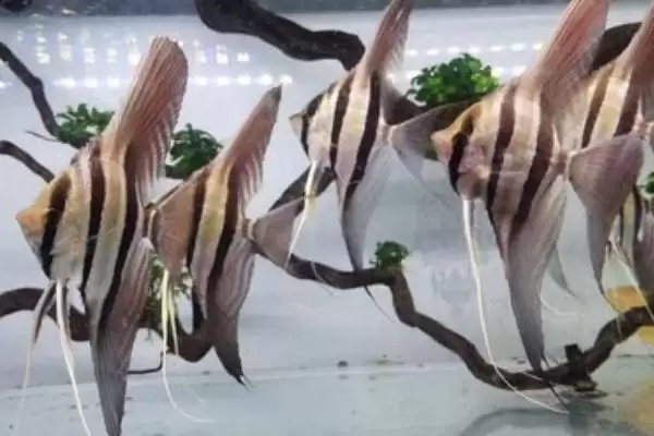 熊猫神仙鱼产地在哪？鱼类产地知识与养鱼重点方法？插图2