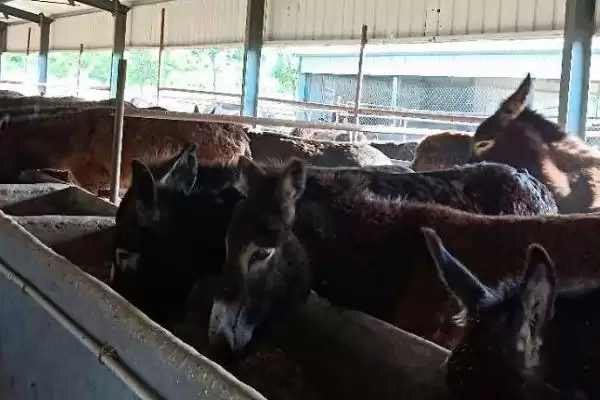 计算养100只肉驴年收益的方法和重点？计算养100只肉驴年收益要做好哪些细节？插图1