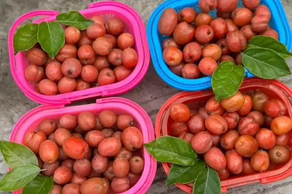 认识羊奶子的方法和重点?认识羊奶子要做好哪些细节?插图3 认识羊奶子的方法和重点?认识羊奶子要做好哪些细节?插图3