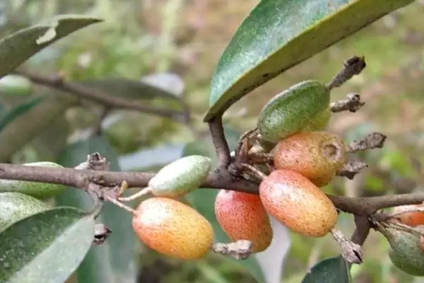 了解羊奶果生长环境的方法和重点?了解羊奶果生长环境要做好哪些细节?插图3 了解羊奶果生长环境的方法和重点?了解羊奶果生长环境要做好哪些细节?插图3