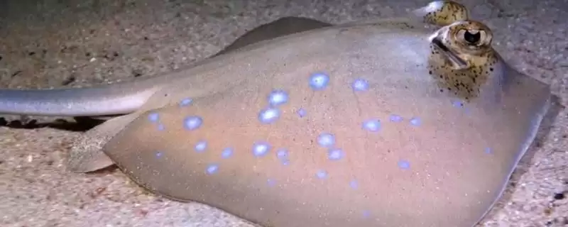 鳐鱼有哪些种类？鳐鱼种类认知与养鱼方法细节？-会东网