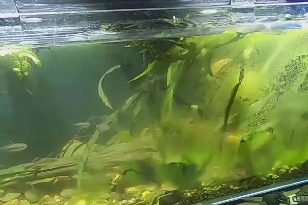 鱼缸有青苔怎么处理？青苔处理方法与养鱼方法关键细节？插图1