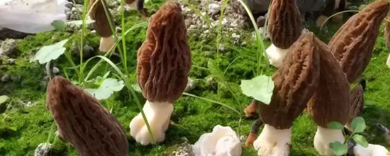 了解羊肚菌生长环境的方法和重点？了解羊肚菌生长环境要做好哪些细节？-会东网