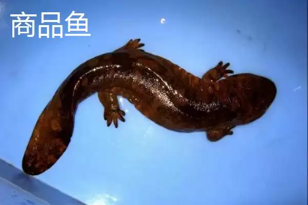 娃娃鱼商品鱼和种鱼的鉴别方法是什么？娃娃鱼种鱼鉴别方法与养鱼要点？插图3