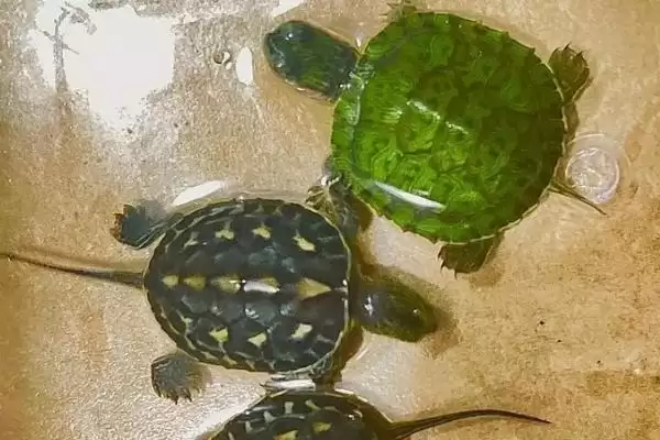 了解珍珠龟食物的方法和重点？了解珍珠龟食物要做好哪些细节？插图2