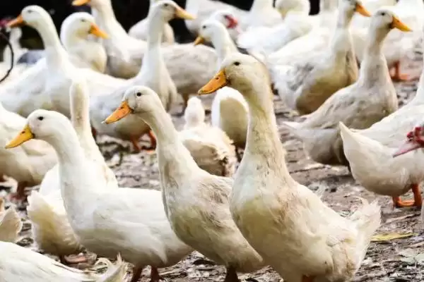 了解鸭子养殖禁忌的方法和重点？了解鸭子养殖禁忌要做好哪些细节？插图2