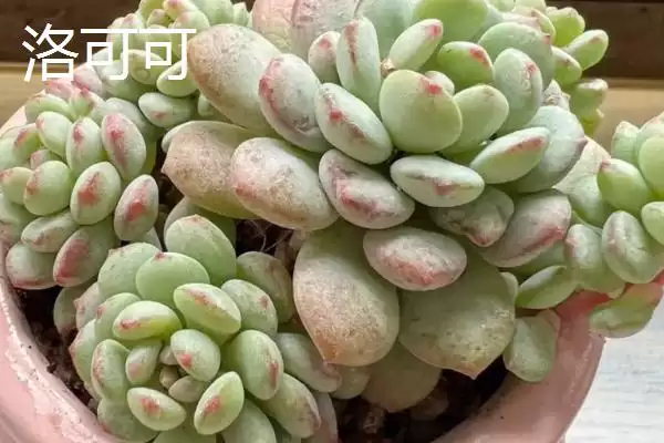 鱼子酱与洛可可、泡泡糖、达芙妮有何区别？鱼子酱知识与养鱼重点？插图2