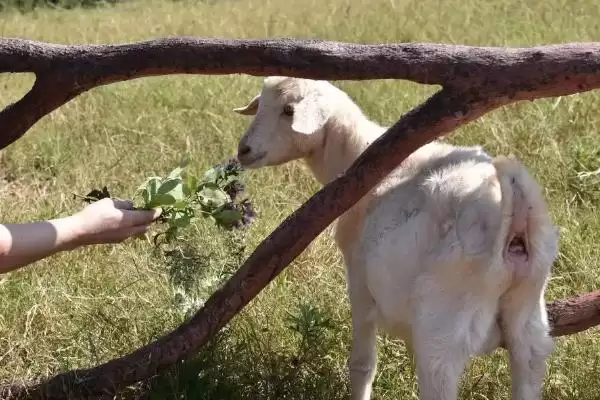 给羊喂盐的方法和重点?给羊喂盐要做好哪些细节?插图2 给羊喂盐的方法和重点?给羊喂盐要做好哪些细节?插图2