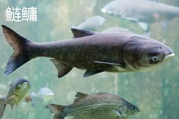 新关东鱼钩优缺点剖析？鱼钩选择与养鱼关键细节大盘点？插图5
