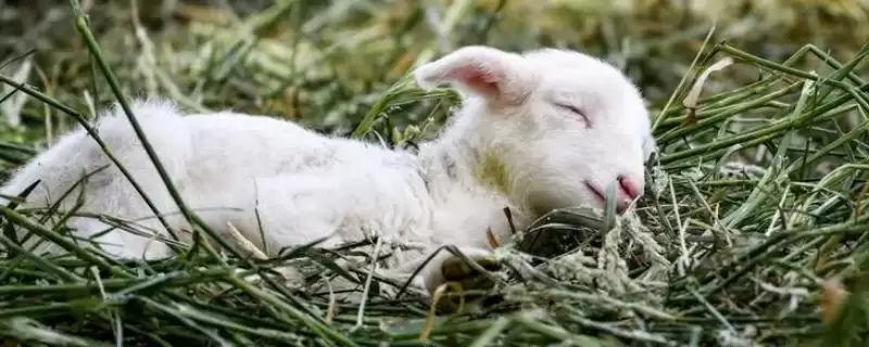 小羊养殖的注意事项和要点？养殖小羊需关注哪些关键问题？-会东网