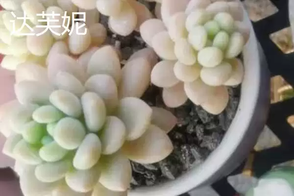 鱼子酱与洛可可、泡泡糖、达芙妮有何区别？鱼子酱知识与养鱼重点？插图4