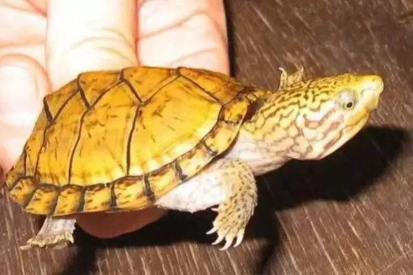 什么是麝香龟？认识麝香龟要了解哪些关键的物种特性和养殖要点？插图3