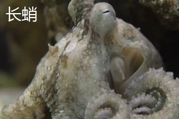 什么是章鱼？章鱼知识科普与养鱼重点细节？插图7