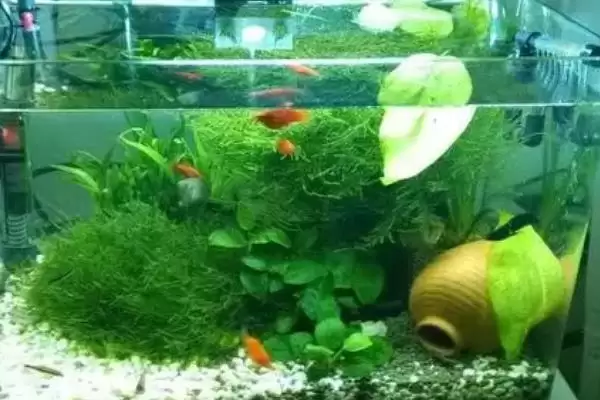 新手如何选合适鱼缸？鱼缸挑选技巧与养鱼重点方法？插图4