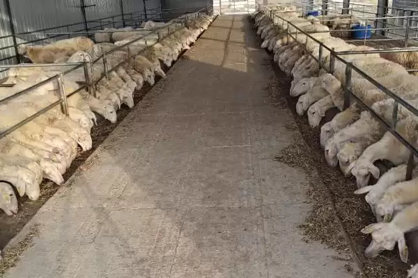 农村养羊棚建造指南:地势平坦、背风向阳处的搭建要点插图3 农村养羊棚建造指南:地势平坦、背风向阳处的搭建要点插图3