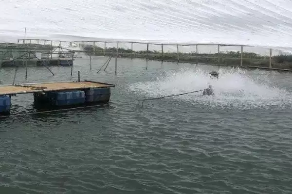 生鱼养殖技术是什么？生鱼养殖技术要点与养鱼方法重点？插图3