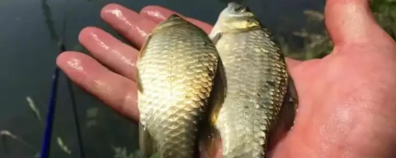 夏天钓鲫鱼技巧有哪些？夏季钓鲫技巧与养鱼重点方法讲解？-会东网