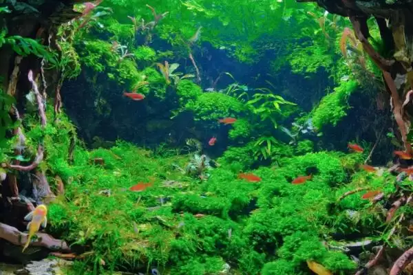 三湖慈鲷鱼缸开缸的方法是什么？三湖慈鲷鱼缸开缸方法与养鱼要点？插图4