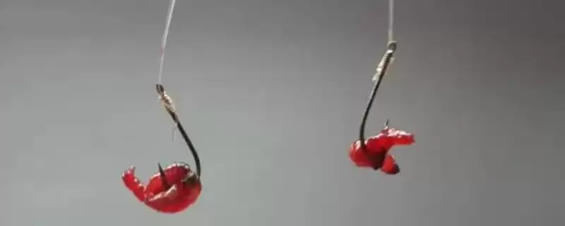 用红虫钓鱼直接挂钩还是用皮筋？红虫钓鱼技巧与养鱼重点？-会东网