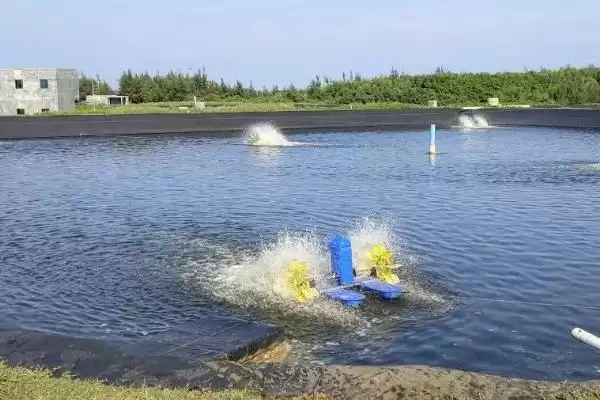 鱼塘倒藻原因及防治办法是啥？倒藻防治与养鱼方法要点？插图2
