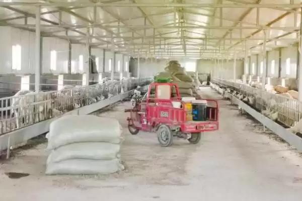 如何科学建造羊舍？建造羊舍要遵循哪些科学的建造原则和方法？插图3