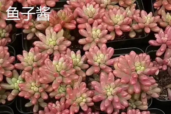 鱼子酱与洛可可、泡泡糖、达芙妮有何区别？鱼子酱知识与养鱼重点？插图1