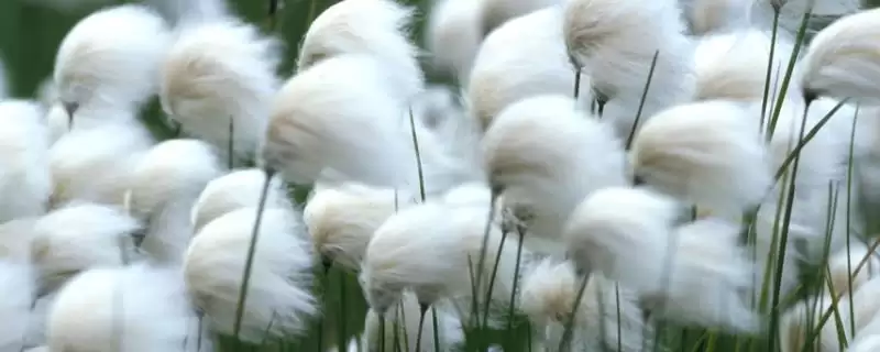 挑选羊胡子草种子的方法和重点？挑选羊胡子草种子要做好哪些细节？-会东网