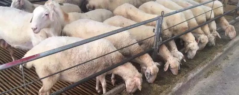 养羊注意事项的方法和重点？养羊注意事项要做好哪些细节？-会东网