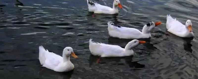 了解鸭子白点病的方法和重点？了解鸭子白点病要做好哪些细节？-会东网