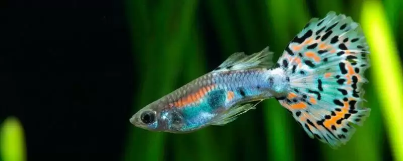 养殖孔雀鱼有啥技巧？孔雀鱼养殖技巧与养鱼关键细节？-会东网