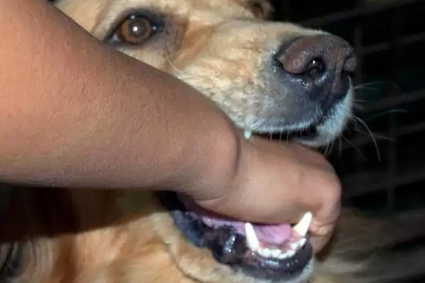 判断羊牙齿划破手指是否要打疫苗的方法和重点?判断羊牙齿划破手指是否要打疫苗要做好哪些细节?插图2 判断羊牙齿划破手指是否要打疫苗的方法和重点?判断羊牙齿划破手指是否要打疫苗要做好哪些细节?插图2