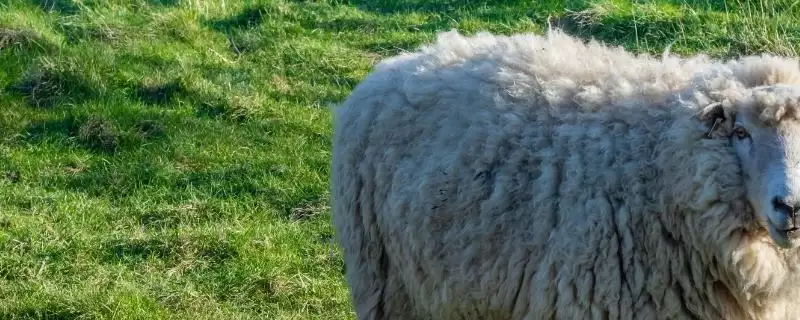 小羊出生后吃初乳时间的要点和判断？确定小羊吃初乳时间需考虑什么？-会东网