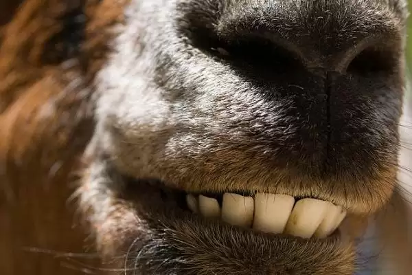 判断羊牙齿划破手指是否要打疫苗的方法和重点?判断羊牙齿划破手指是否要打疫苗要做好哪些细节?插图1 判断羊牙齿划破手指是否要打疫苗的方法和重点?判断羊牙齿划破手指是否要打疫苗要做好哪些细节?插图1