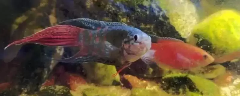 太阳能的水凉了能养鱼吗？太阳能水养鱼可行性与养鱼关键细节？-会东网
