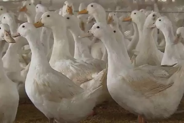 了解鸭子养殖禁忌的方法和重点？了解鸭子养殖禁忌要做好哪些细节？插图1