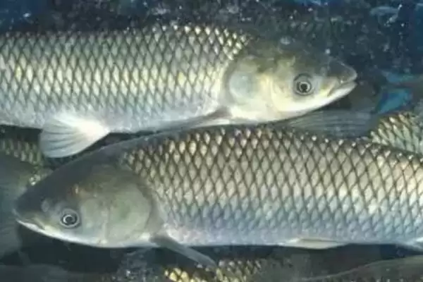 为什么青鱼比草鱼贵？青鱼与草鱼价格差异原因与养鱼要点？插图2