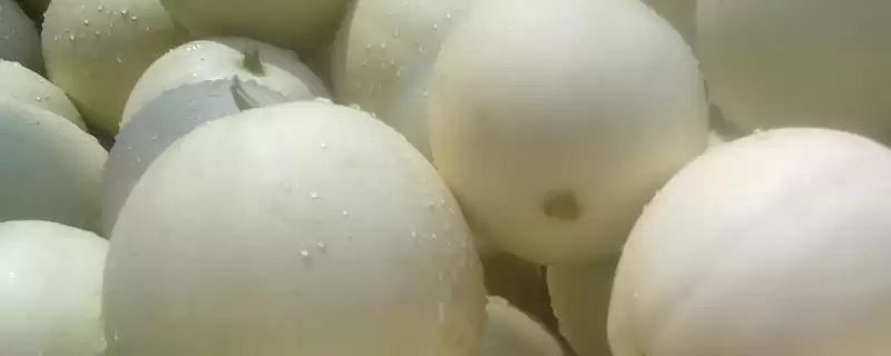 南方甜瓜种植品种优选：香妃、橙露、羊角蜜的种植指南-会东网