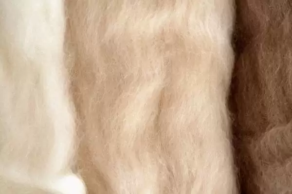 认识羊绒种类的方法和重点?认识羊绒种类要做好哪些细节?插图2 认识羊绒种类的方法和重点?认识羊绒种类要做好哪些细节?插图2