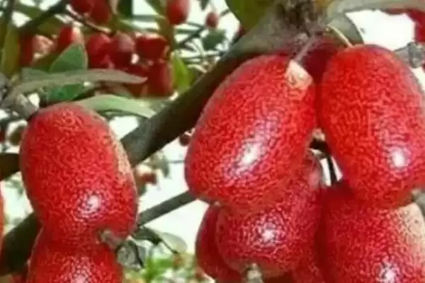 了解羊奶果生长环境的方法和重点?了解羊奶果生长环境要做好哪些细节?插图2 了解羊奶果生长环境的方法和重点?了解羊奶果生长环境要做好哪些细节?插图2