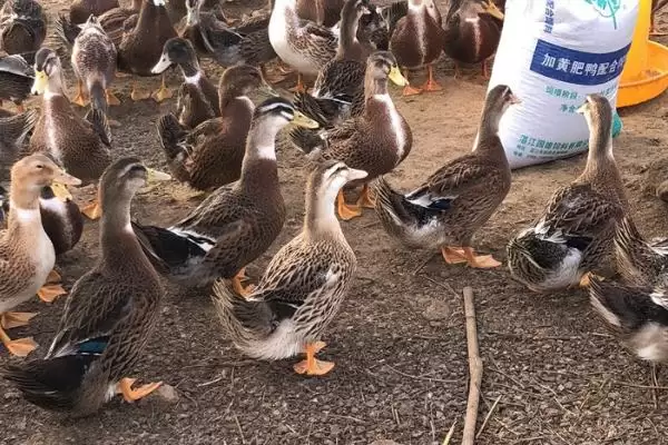 肉鸭优质品种介绍？认识肉鸭优质品种要了解哪些品种优势？插图3